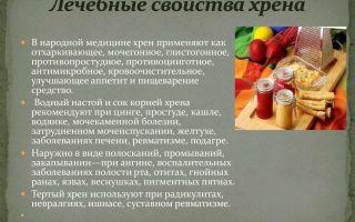 Полезные свойства хрена