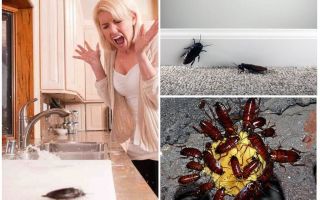 Блаттофобия или боязнь тараканов