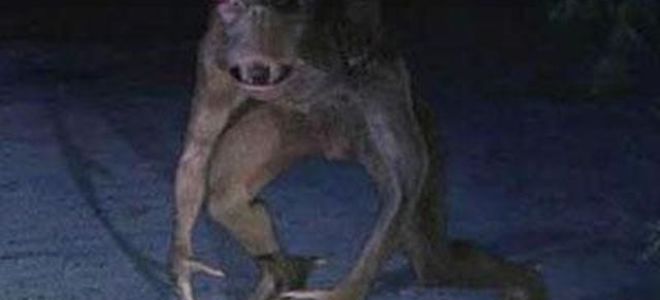 Чупакабра  нападает на людей и животных