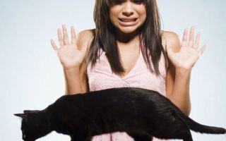 Страх перед животными или зоофобия