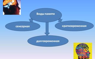 Виды памяти у человека – сенсорная, кратковременная и долговременная память