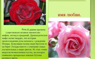 Что означает имя роза – характеристика имени роза, толкование имени роза