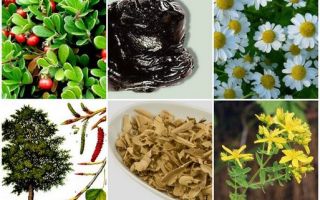 Заболевания мочевого пузыря – народная медицина / народные средства