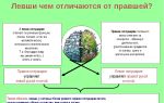 В чем отличие между праворукими и леворукими людьми?