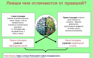 В чем отличие между праворукими и леворукими людьми?