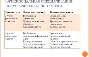 Специализация полушарий головного мозга